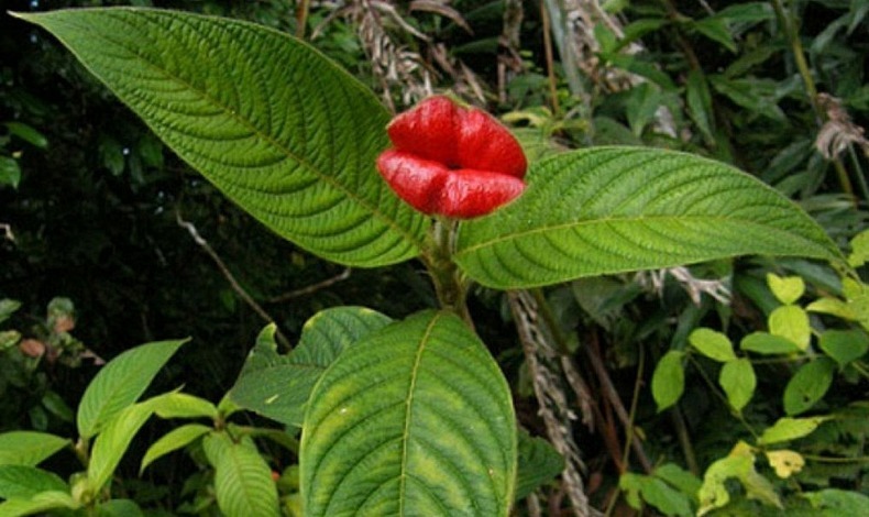 Hookers Lips Plant 4