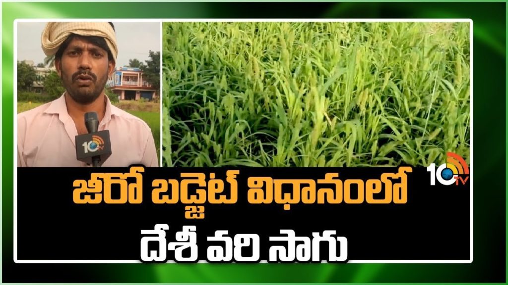 paddy cultivation process in zero budget natural farming method