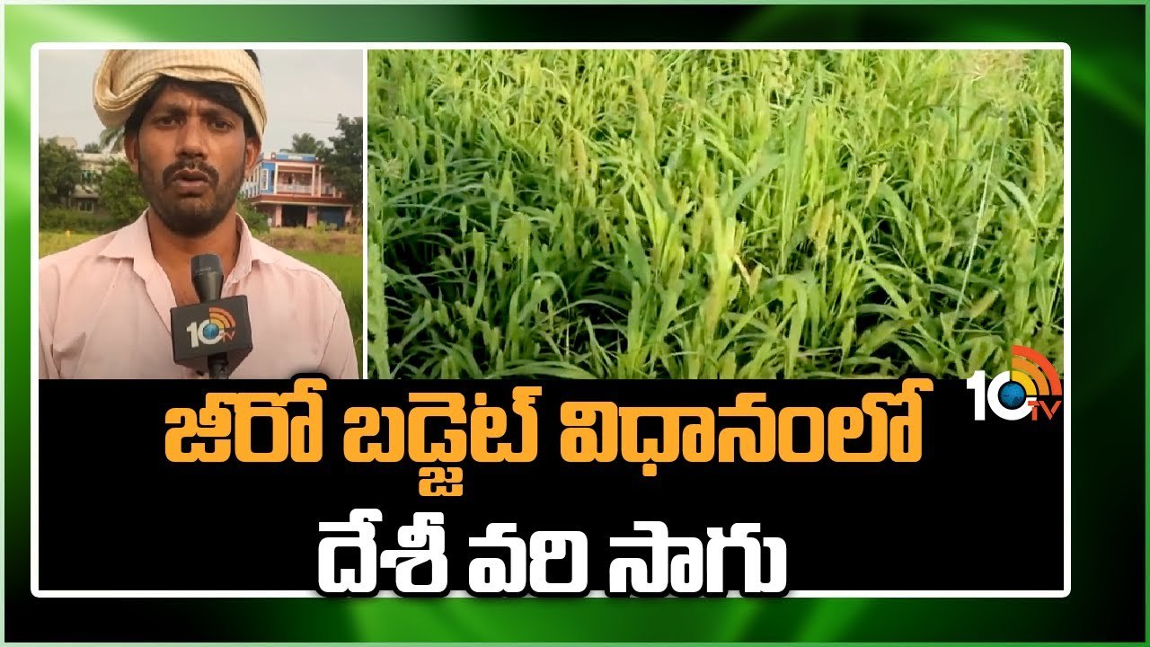 Zero Budget Farming : జీరో బడ్జెట్ విధానంలో దేశీ వరి సాగు Zero Budget Farming : జీరో బడ్జెట్ విధానంలో దేశీ వరి సాగు