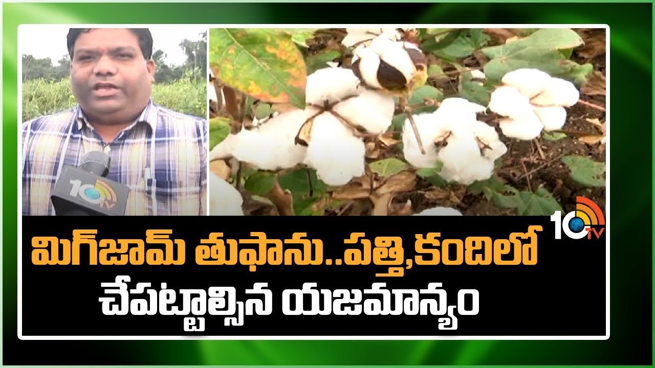 Red Gram Cotton Cultivation : మిగ్జామ్ తుఫాన్.. పత్తి, కందిలో చేపట్టాల్సిన యాజమాన్యం Red Gram Cotton Cultivation : మిగ్జామ్ తుఫాన్.. పత్తి, కందిలో చేపట్టాల్సిన యాజమాన్యం