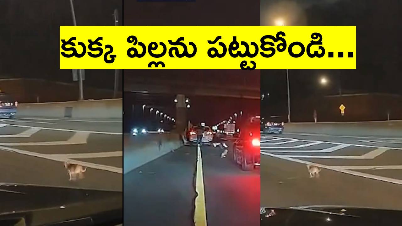 Viral Video: బిజీగా ఉన్న రహదారిపై పరుగులు తీసిన కుక్క పిల్ల.. దాన్ని కాపాడడానికి వాహనదారులంతా కలిసి.. Viral Video: బిజీగా ఉన్న రహదారిపై పరుగులు తీసిన కుక్క పిల్ల.. దాన్ని కాపాడడానికి వాహనదారులంతా కలిసి..