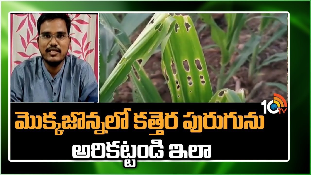 Corn Crop : మొక్కజొన్నలో కత్తెర పురుగును అరికట్టండి ఇలా.. Corn Crop : మొక్కజొన్నలో కత్తెర పురుగును అరికట్టండి ఇలా..