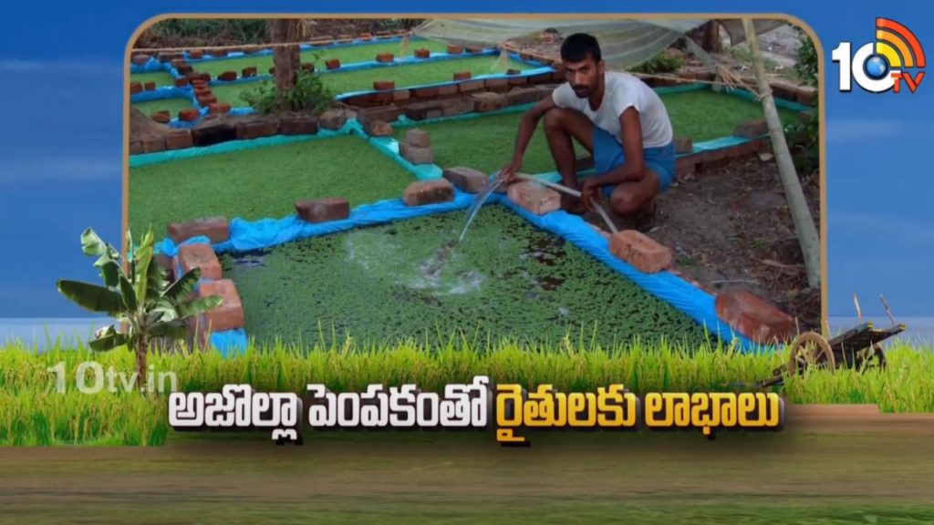 Azolla Cultivation