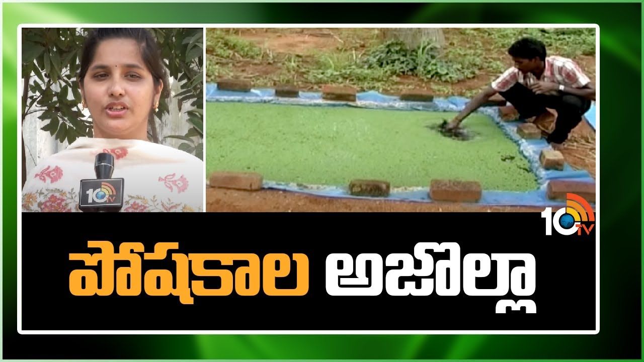 Azolla Cultivation Methods : అజోల్లా పెంపకం.. సాగుతో తగ్గనున్న పశుగ్రాసం ఖర్చు Azolla Cultivation Methods : అజోల్లా పెంపకం.. సాగుతో తగ్గనున్న పశుగ్రాసం ఖర్చు