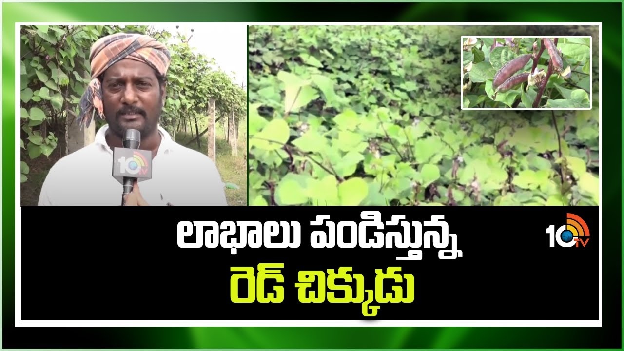 Broad Beans Farming : లాభాలు పండిస్తున్న రెడ్ చిక్కుడు సాగు Broad Beans Farming : లాభాలు పండిస్తున్న రెడ్ చిక్కుడు సాగు