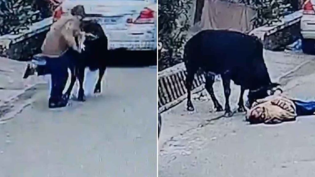 Bull Kills Elderly Man