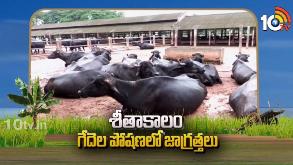 Care and Feeding Management of Buffelo