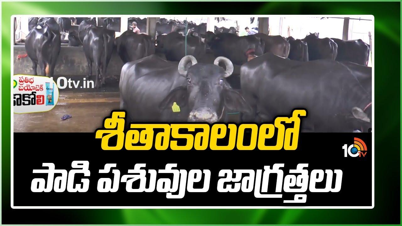 Cattles Care during Winter : చలికాలంలో పాడిపశువుల పెంపకం – పాల దిగుబడికి పాటించాల్సిన జాగ్రత్తలు Cattles Care during Winter : చలికాలంలో పాడిపశువుల పెంపకం – పాల దిగుబడికి పాటించాల్సిన జాగ్రత్తలు