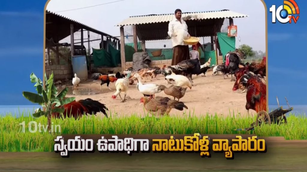 Country Chicken Farming
