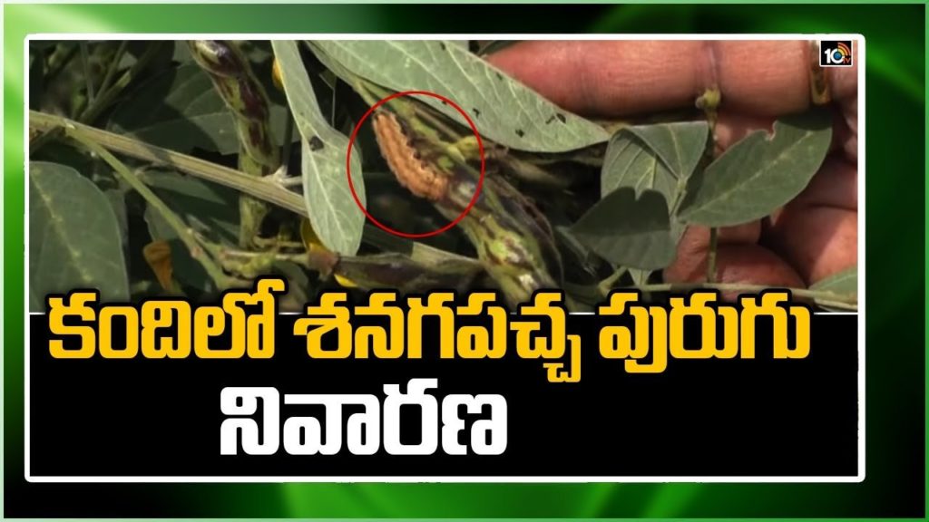 Cultivation Techniques Of Red Gram