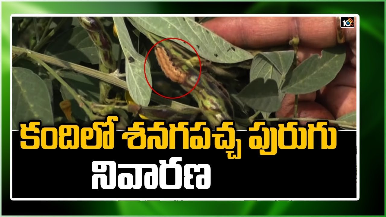 Red Gram Cultivation : కందిపంటలో శనగపచ్చ పురుగుల ఉధృతి – నివారణకు శాస్త్రవేత్తల సూచనలు Red Gram Cultivation : కందిపంటలో శనగపచ్చ పురుగుల ఉధృతి – నివారణకు శాస్త్రవేత్తల సూచనలు