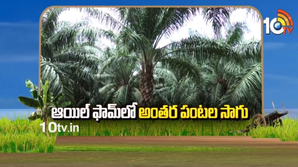 Oil Farm Cultivation