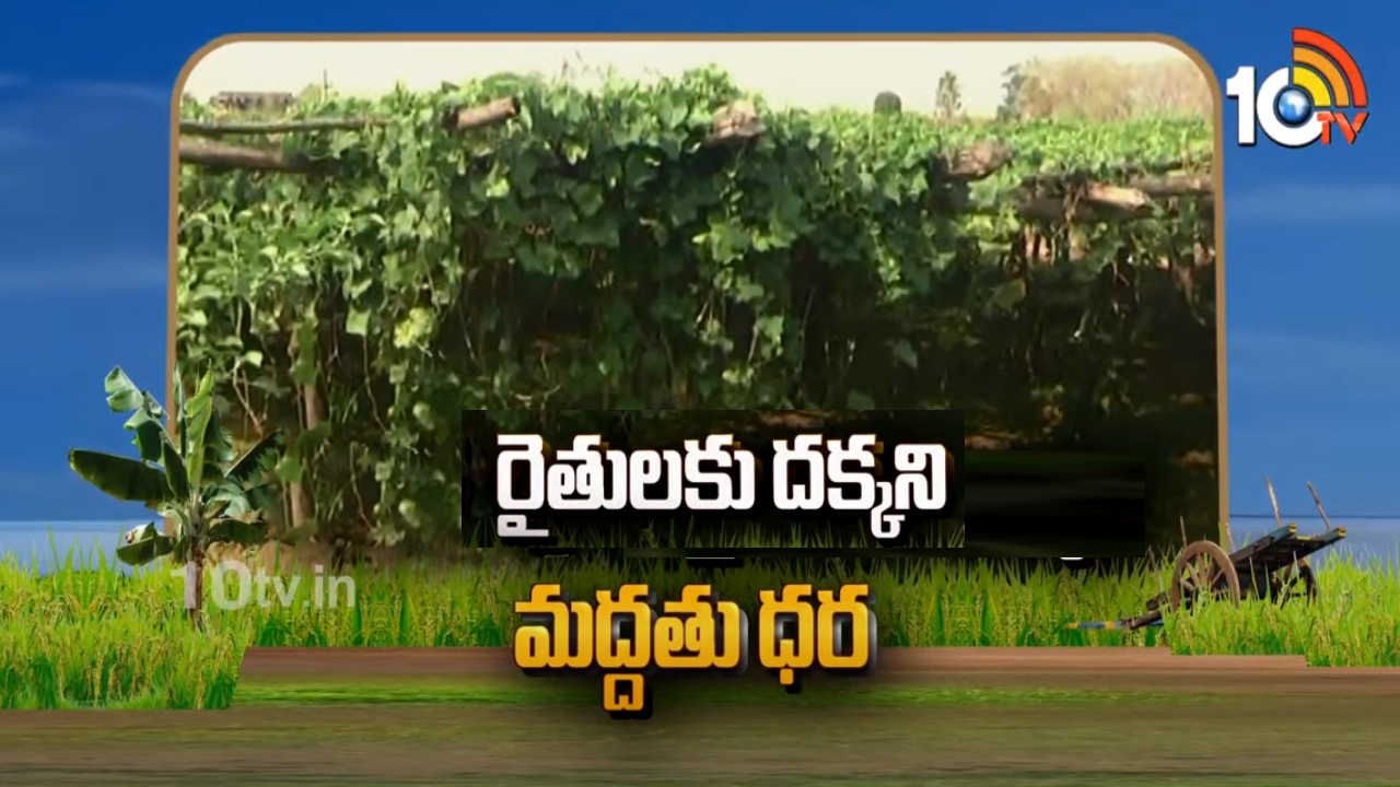 Farmers Facing Problems : ఏజెన్సీ రైతులకు దక్కిని మద్ధతు ధరలు Farmers Facing Problems : ఏజెన్సీ రైతులకు దక్కిని మద్ధతు ధరలు