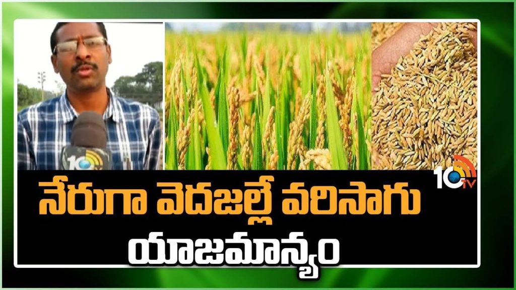 Farming Techniques of Paddy