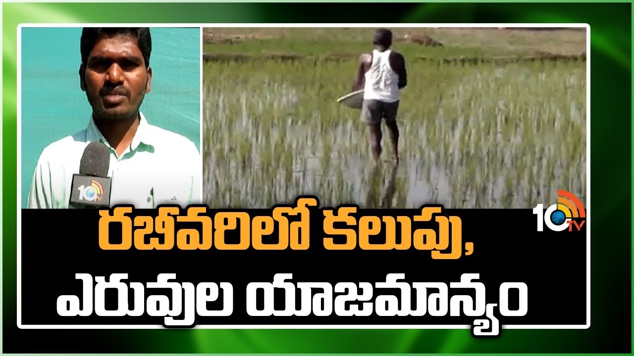 Tribal Rabi Paddy : రబీ వరిలో సమగ్ర కలుపు, ఎరువుల యాజమాన్యం Tribal Rabi Paddy : రబీ వరిలో సమగ్ర కలుపు, ఎరువుల యాజమాన్యం
