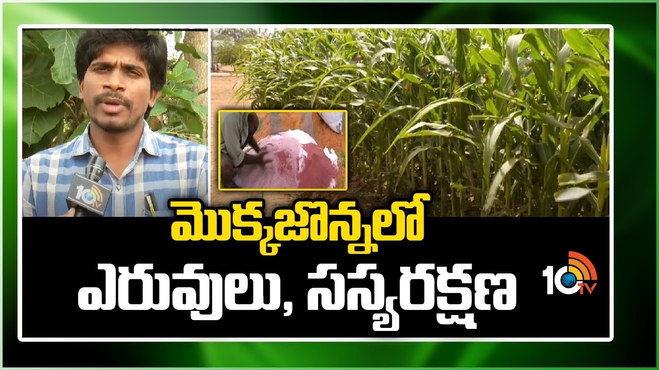 Crop Protection in Maize : మొక్కజొన్నలో ఎరువులు, సస్యరక్షణ Crop Protection in Maize : మొక్కజొన్నలో ఎరువులు, సస్యరక్షణ