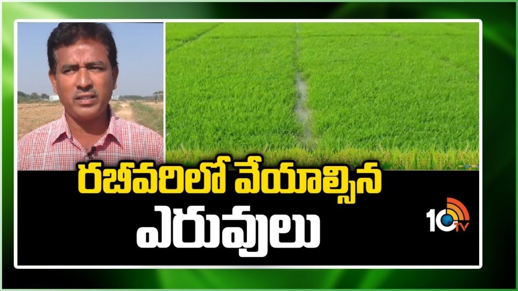 Fertilizers to be Applied in Rabi