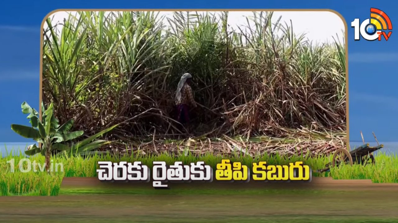 Sugarcane Farmers : చెరకు సాగు పెంచేందుకు కేసీపీ చర్యలు – రైతులకు సబ్సిడీలు అందిస్తున్న యాజమాన్యం Sugarcane Farmers : చెరకు సాగు పెంచేందుకు కేసీపీ చర్యలు – రైతులకు సబ్సిడీలు అందిస్తున్న యాజమాన్యం