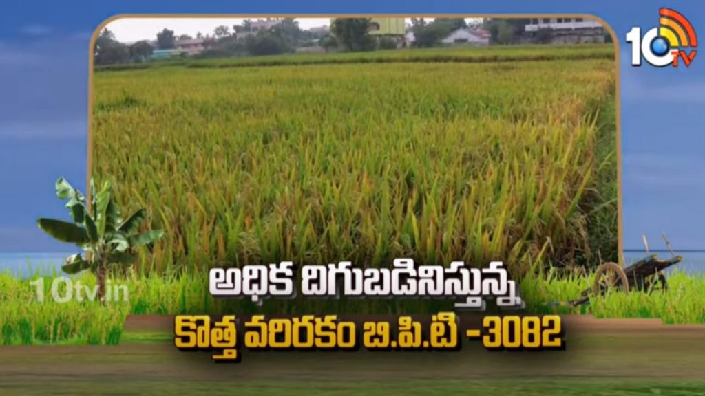 High Yield New Rice Variety BPT-3082