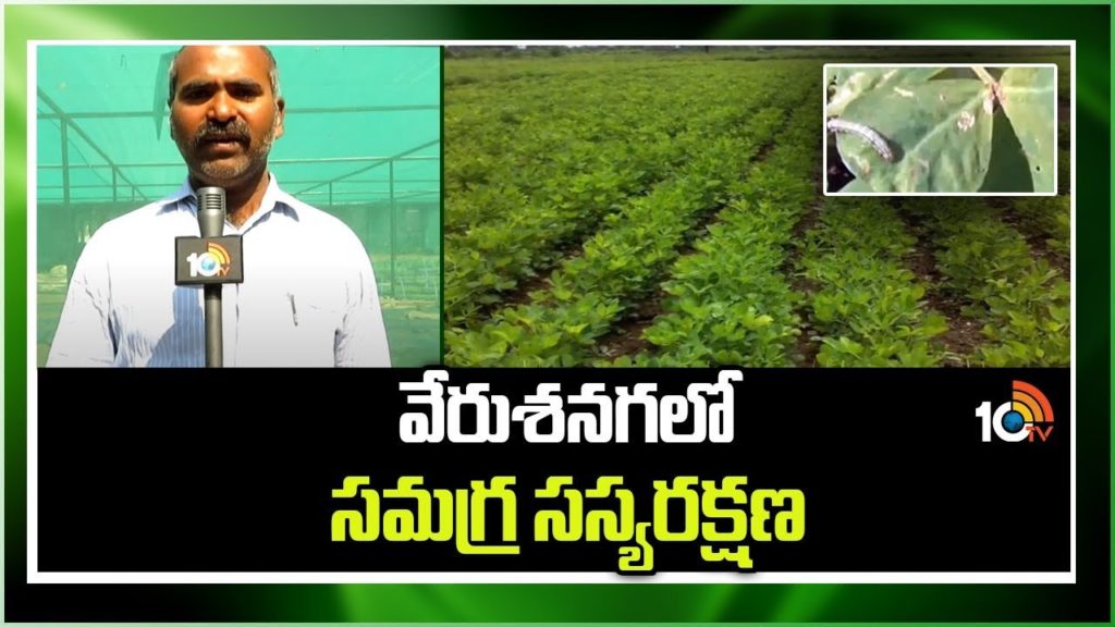 Integrated Pest Management in Groundnut