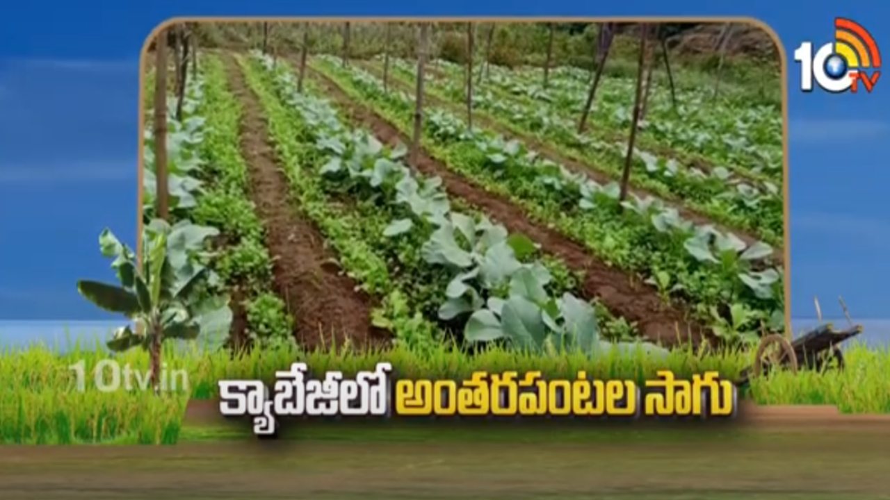Intercropping in Cabbage : క్యాబేజీ, క్యాలీఫ్లవర్ పంటల్లో అంతరపంటల సాగు Intercropping in Cabbage : క్యాబేజీ, క్యాలీఫ్లవర్ పంటల్లో అంతరపంటల సాగు