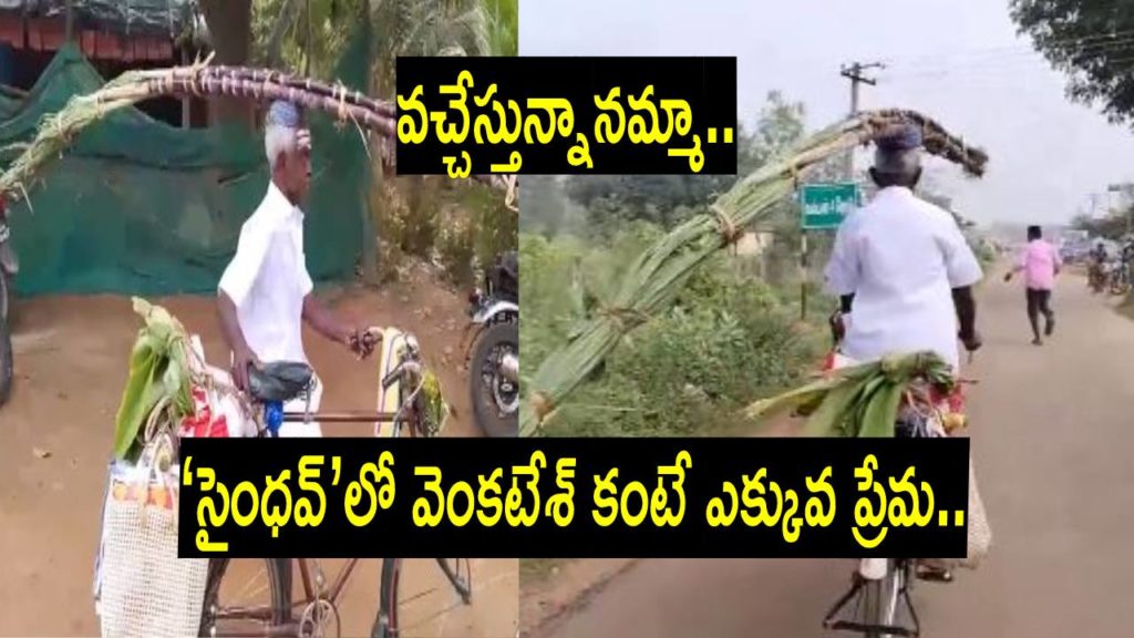 An elderly man carried a bunch of sugarcane on his head and rode a bicycle