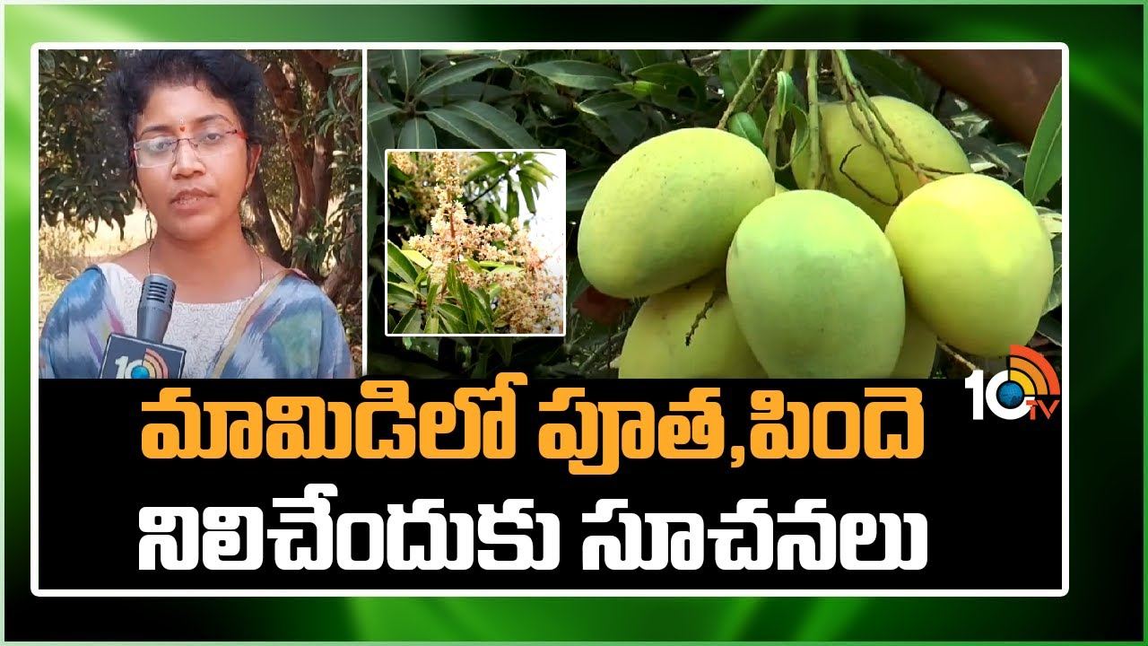 Mango Farming : మామిడిలో పూత, పిందె నిలిచేందుకు సూచనలు Mango Farming : మామిడిలో పూత, పిందె నిలిచేందుకు సూచనలు