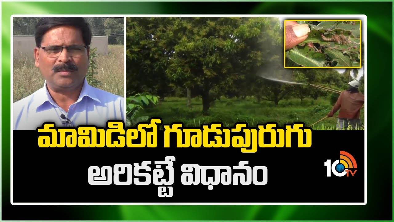 Mango Farming : మామిడితోటల్లో గూడుపురుగు ఉధృతి – నివారిస్తేనే అధిక దిగుబడులు Mango Farming : మామిడితోటల్లో గూడుపురుగు ఉధృతి – నివారిస్తేనే అధిక దిగుబడులు