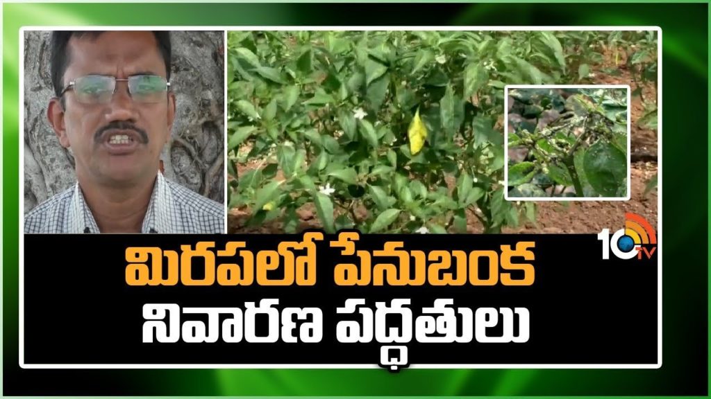 Mirchi Cultivation
