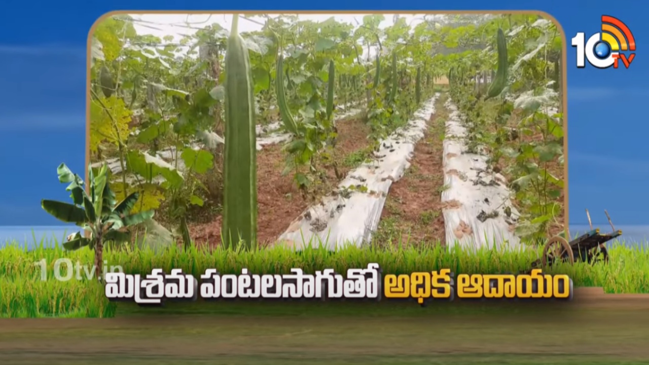 Mixed Farming : సిరులు కురిపించే.. అంతర పంటలు Mixed Farming : సిరులు కురిపించే.. అంతర పంటలు