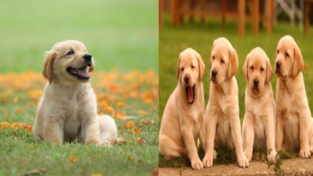 South Korea passes law banning dog meat trade