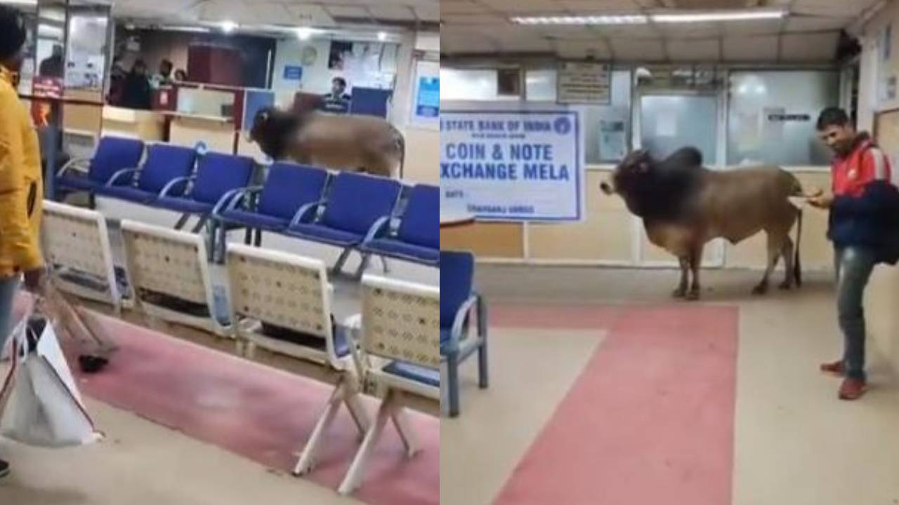 Viral Video : వార్నీ .. ఈ ఎద్దుకి బ్యాంకులో పనేంటబ్బా.. అసలు లోపలికి ఎలా వచ్చింది? Viral Video : వార్నీ .. ఈ ఎద్దుకి బ్యాంకులో పనేంటబ్బా.. అసలు లోపలికి ఎలా వచ్చింది?