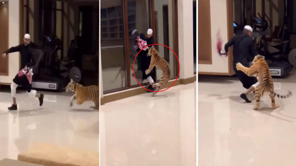 Pet Tiger Chases Man In Lavish Dubai Home