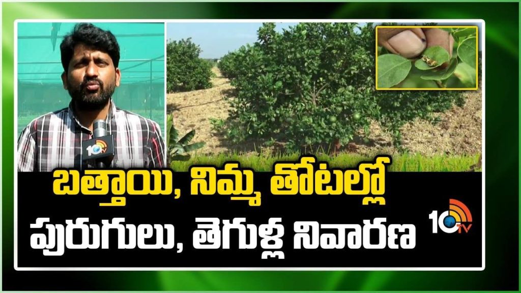 Orange Farming | Lemon Farming