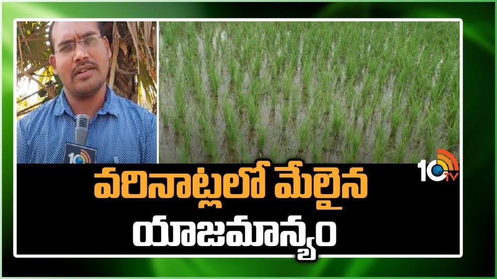 Paddy Cultivation