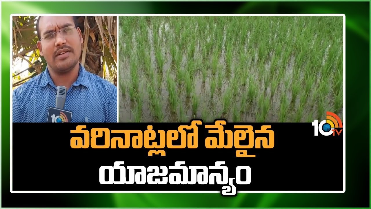 Paddy Cultivation : వరినాట్లలో మేలైన యాజమాన్యం.. అధిక దిగుబడులకు పాటించాల్సిన మెళకువలు Paddy Cultivation : వరినాట్లలో మేలైన యాజమాన్యం.. అధిక దిగుబడులకు పాటించాల్సిన మెళకువలు
