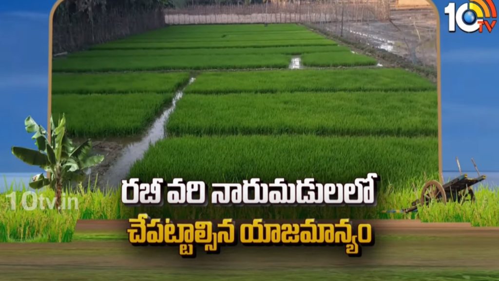 Paddy Cultivation
