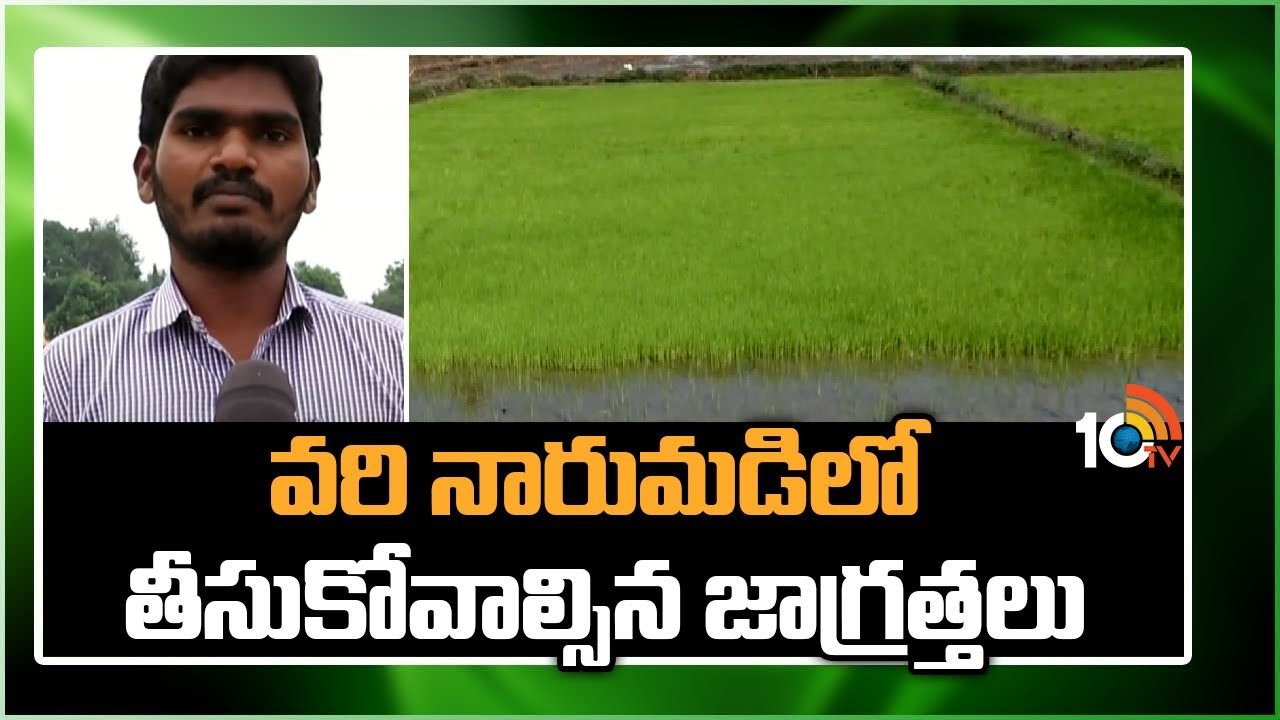 Paddy Cultivation : వరినారుమళ్లపై శీతల గాలుల ప్రభావం.. తీసుకోవాల్సిన జాగ్రత్తలు Paddy Cultivation : వరినారుమళ్లపై శీతల గాలుల ప్రభావం.. తీసుకోవాల్సిన జాగ్రత్తలు