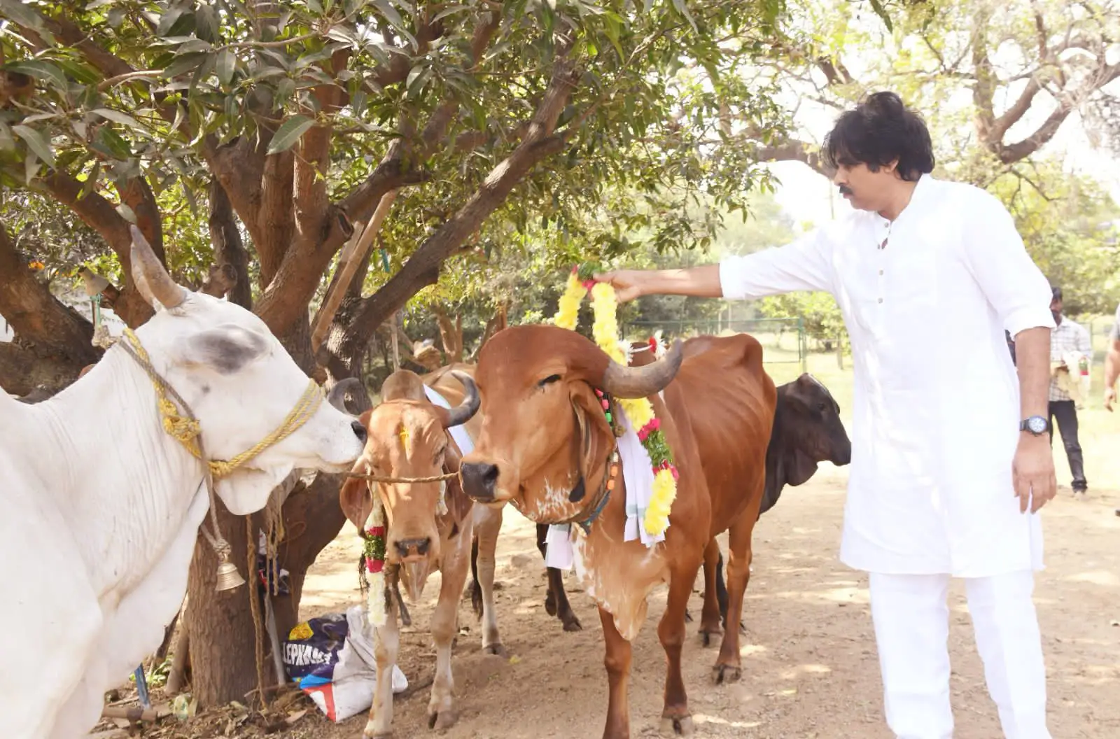 Pawan Kalyan Kanuma festival celebration photos gone viral