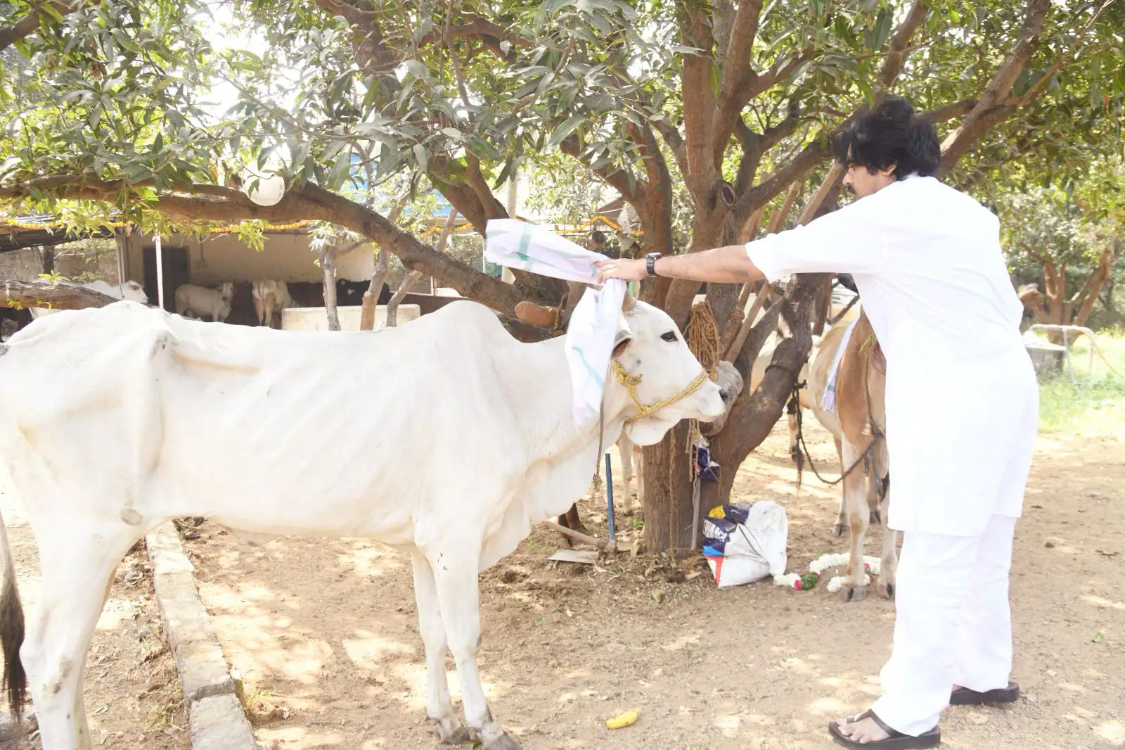 Pawan Kalyan Kanuma festival celebration photos gone viral