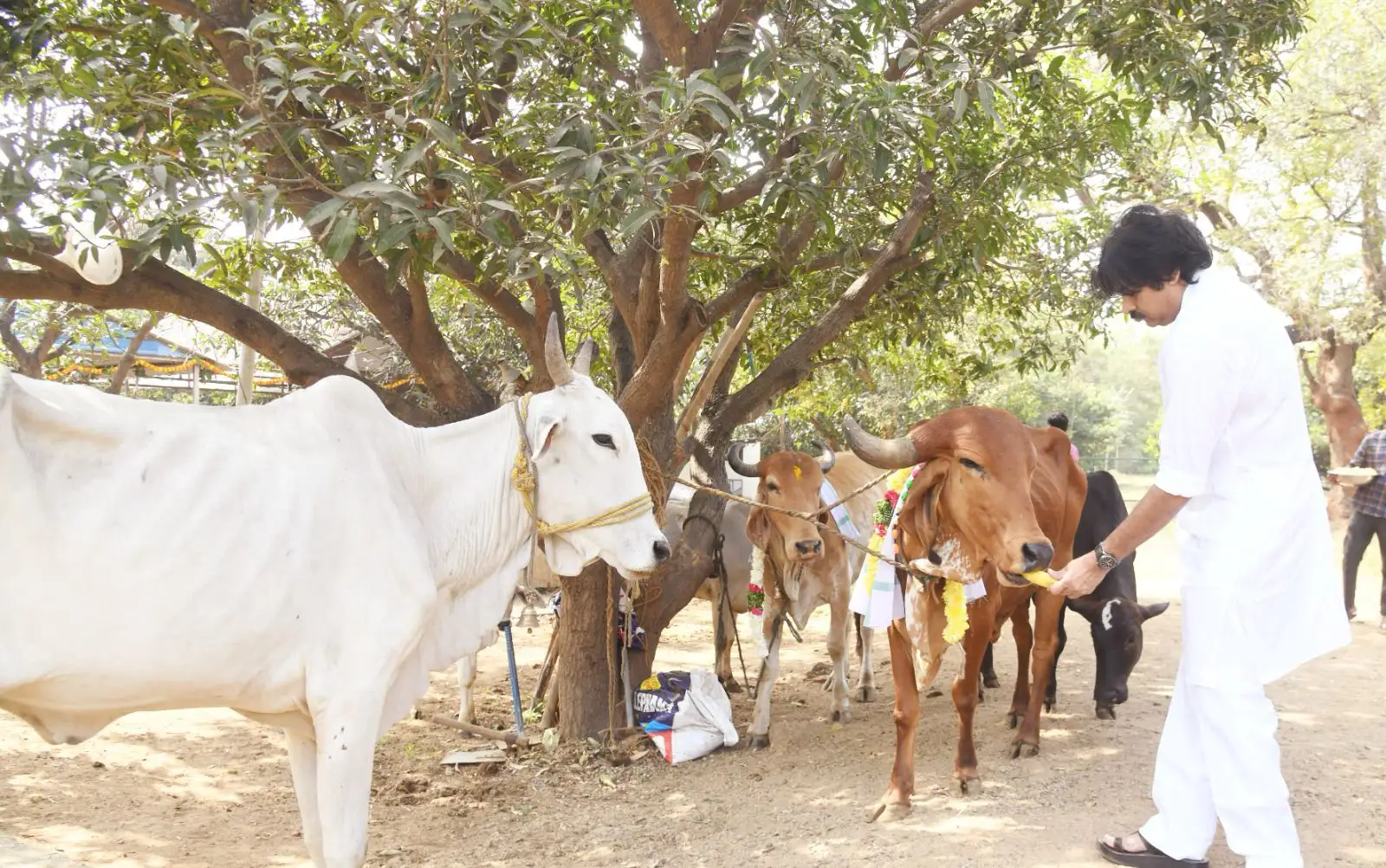 Pawan Kalyan Kanuma festival celebration photos gone viral