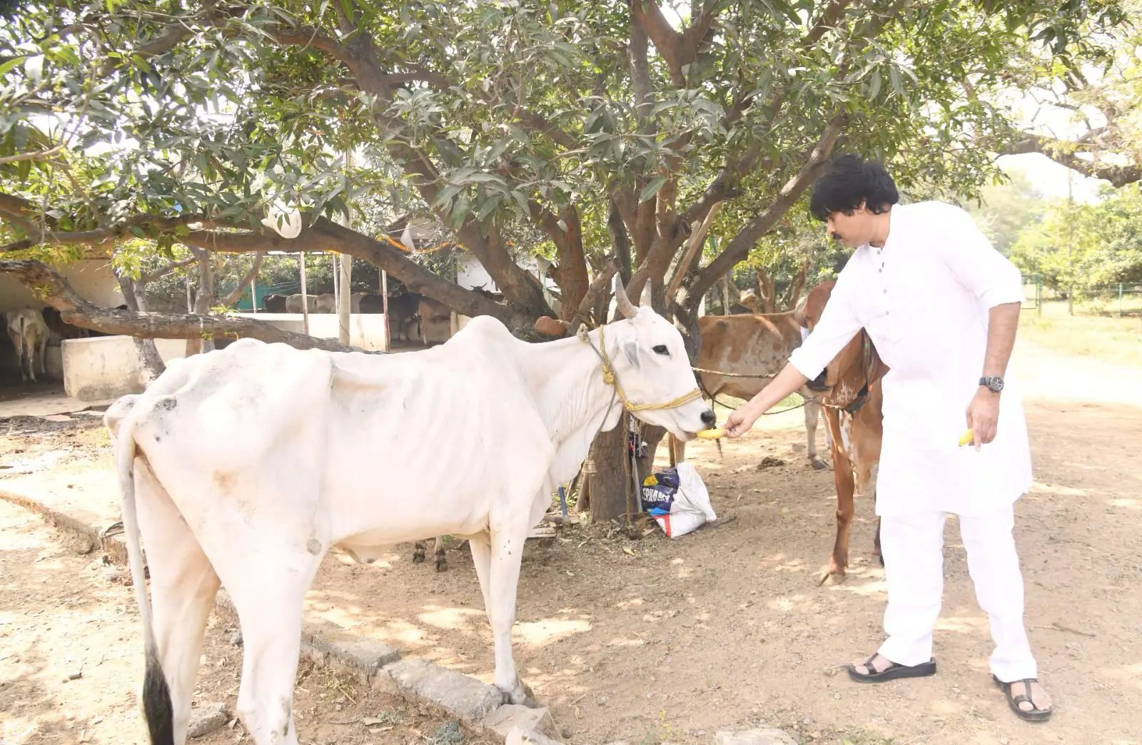 Pawan Kalyan Kanuma festival celebration photos gone viral