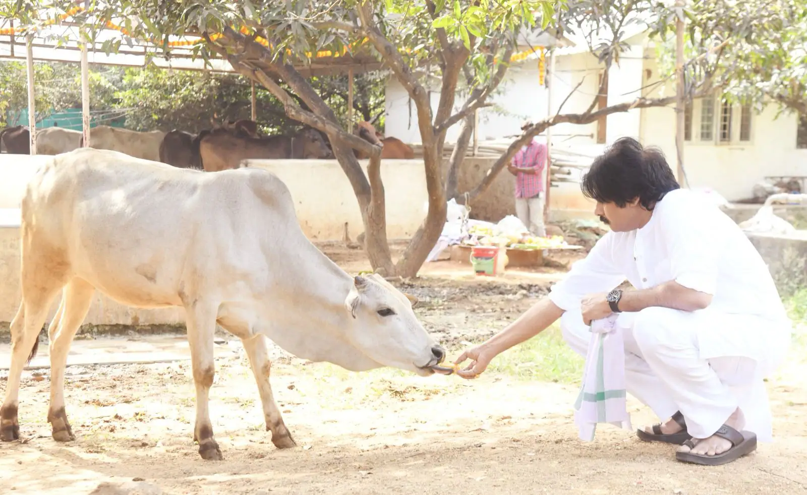 Pawan Kalyan Kanuma festival celebration photos gone viral