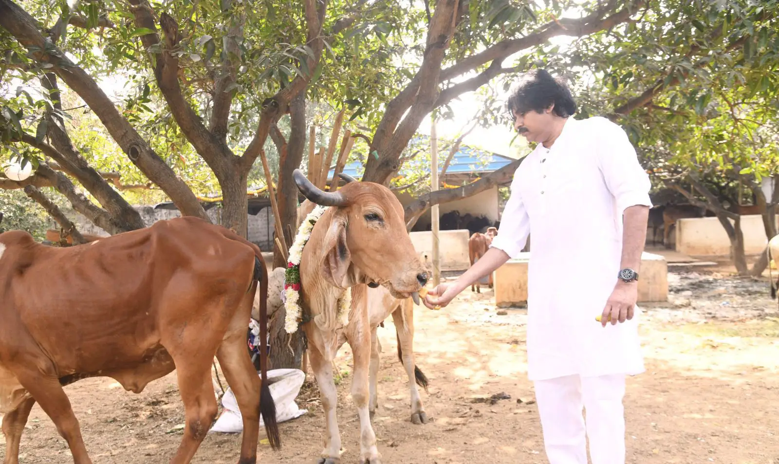 Pawan Kalyan Kanuma festival celebration photos gone viral