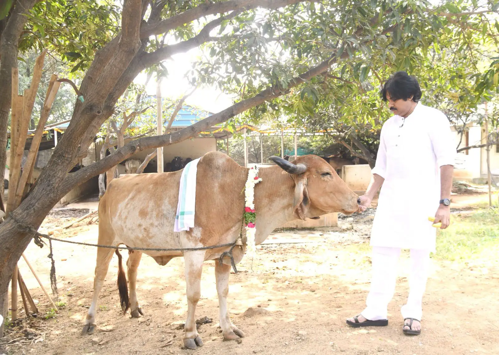 Pawan Kalyan Kanuma festival celebration photos gone viral