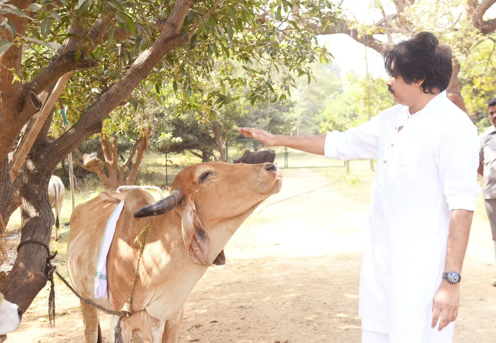 Pawan Kalyan Kanuma festival celebration photos gone viral