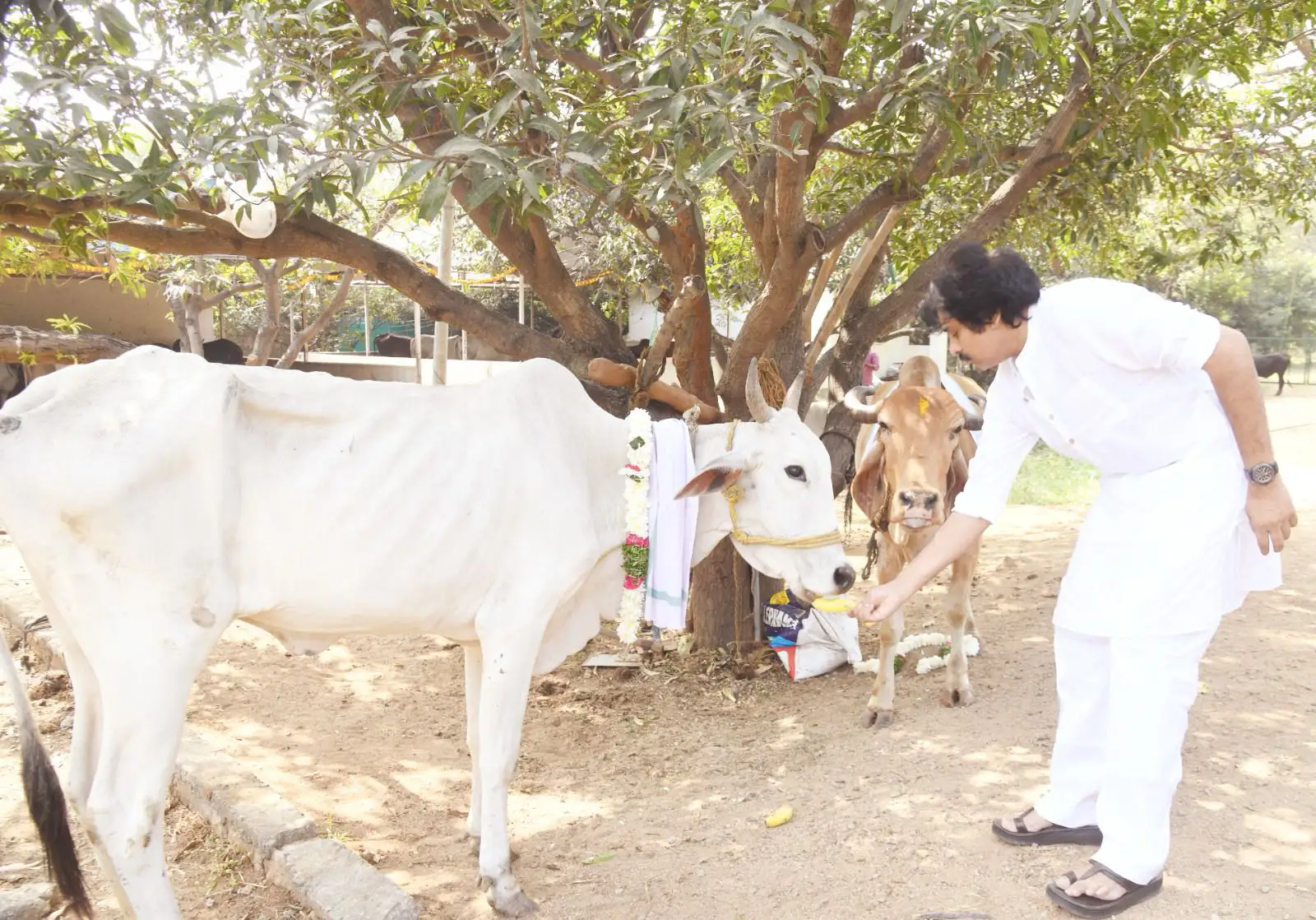 Pawan Kalyan Kanuma festival celebration photos gone viral