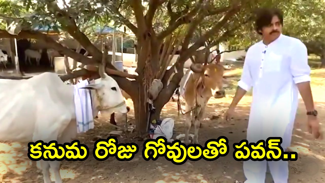 Pawan Kalyan : కనుమ రోజు గోవులతో పవన్.. వీడియో వైరల్..