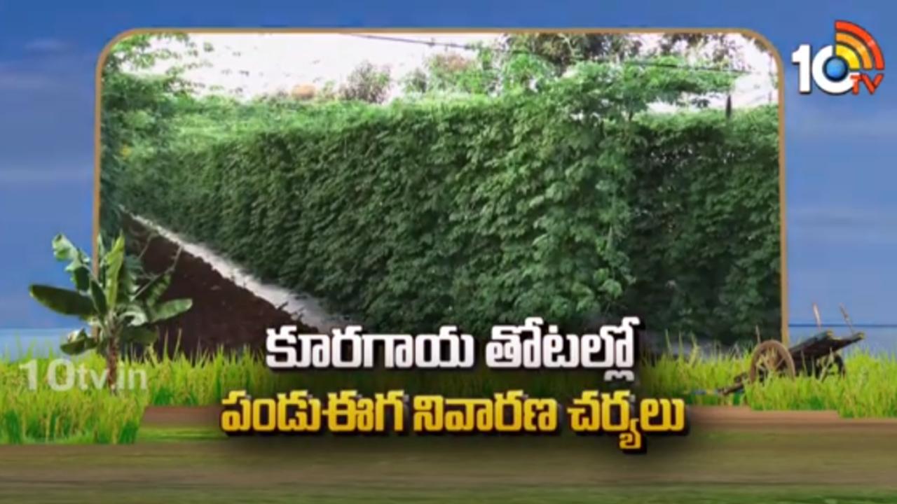 Pest Control Management : కూరగాయ తోటల్లో పండు ఈగ ఉధృతి – నివారణకు శాస్త్రవేత్తల సూచనలు Pest Control Management : కూరగాయ తోటల్లో పండు ఈగ ఉధృతి – నివారణకు శాస్త్రవేత్తల సూచనలు