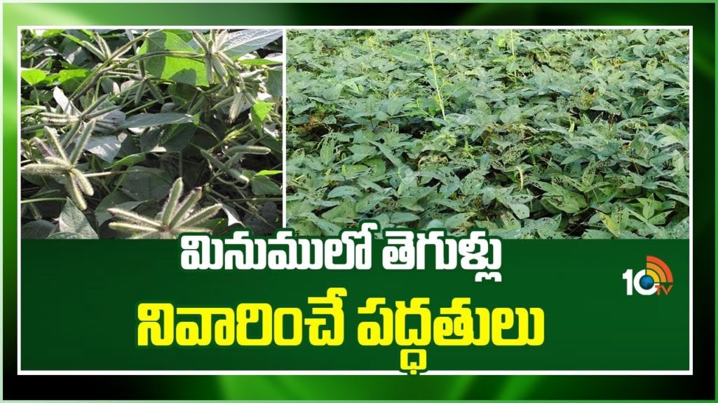 Pest Control Methods in Black Gram
